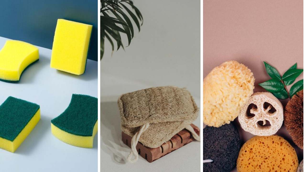 Dish sponges