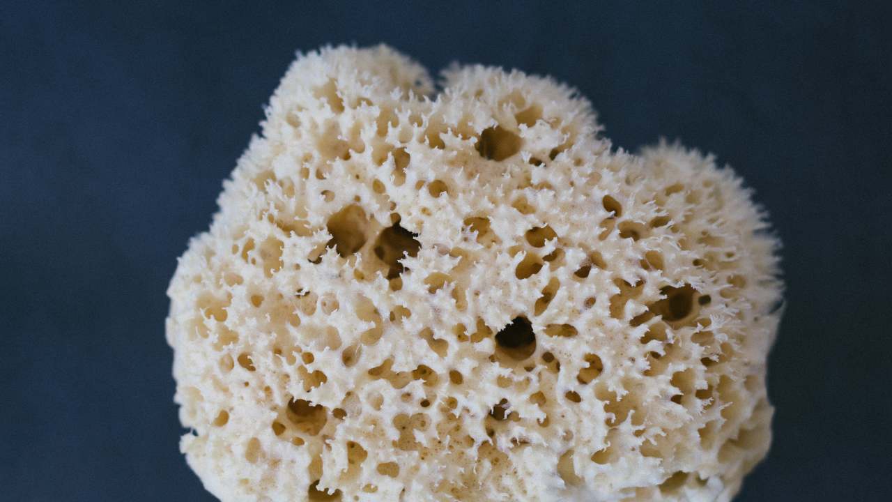 Coral sponge