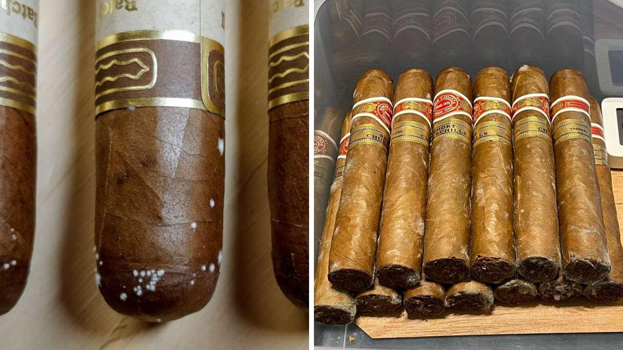 Moldy Cigar