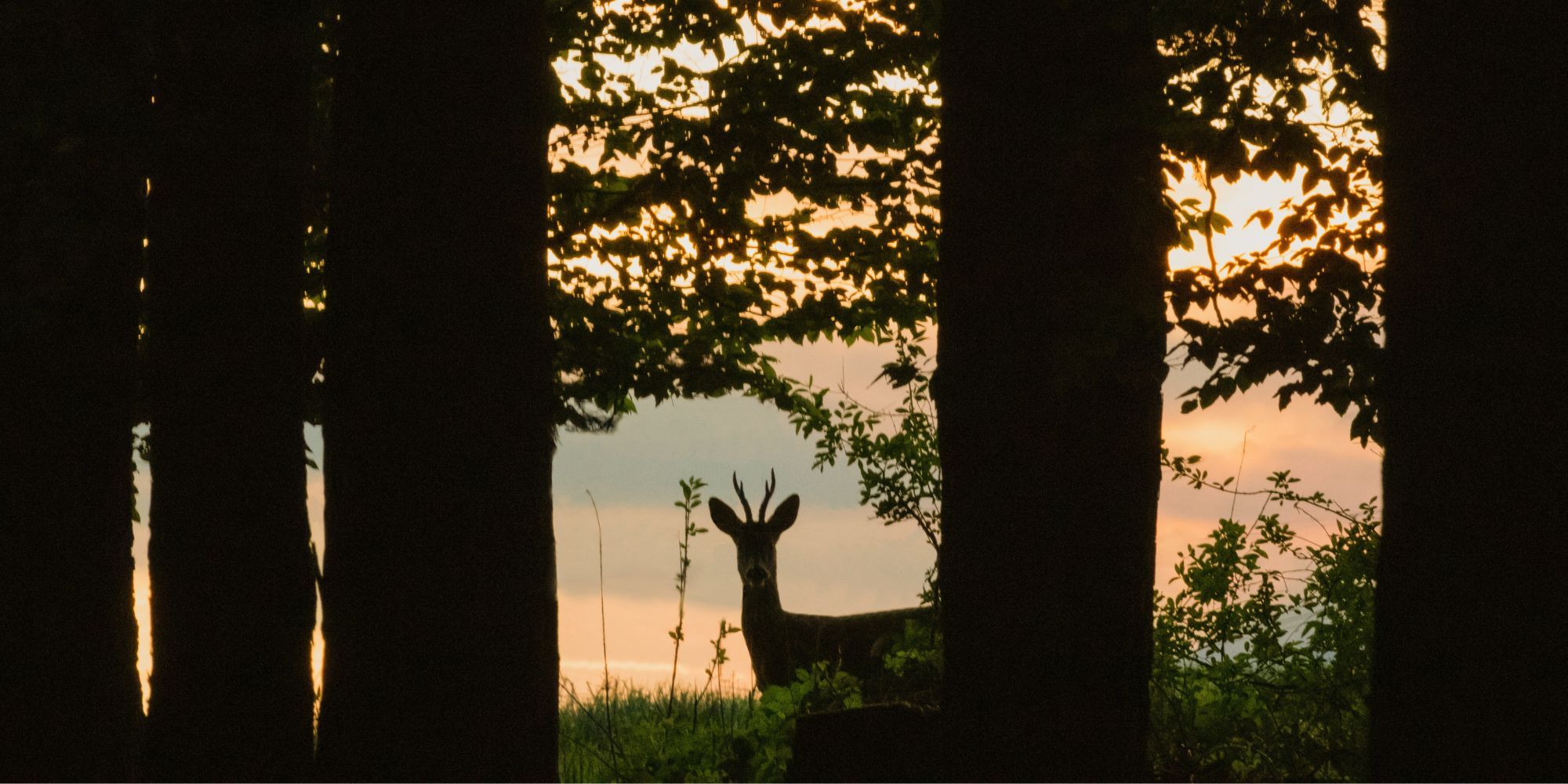 climbing tree stand