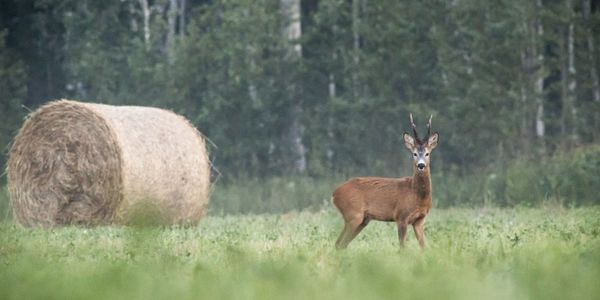 hunting backpack